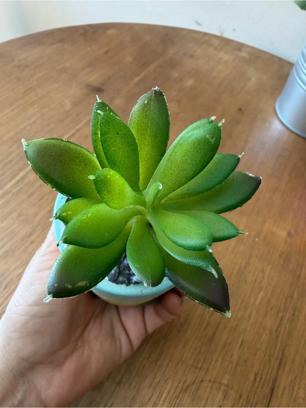 Hobby Lobby Gradient ombré Mini Succulent Planters